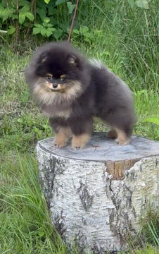 Thumbnail: ❌SOLD ❌Exquisite black & tan Pomeranian - Princess Amelia 