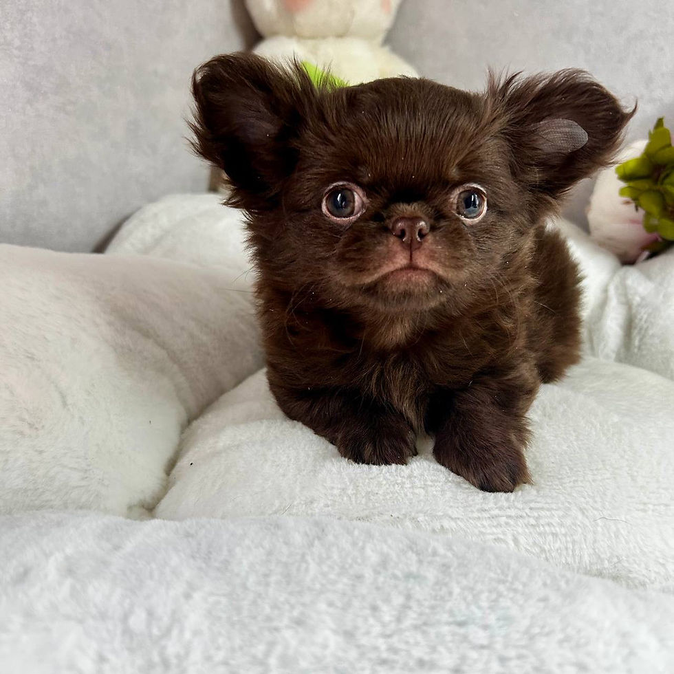 Miniature : Bally - bitter chocolate Chihuahua boy, confident, and incredibly sweet