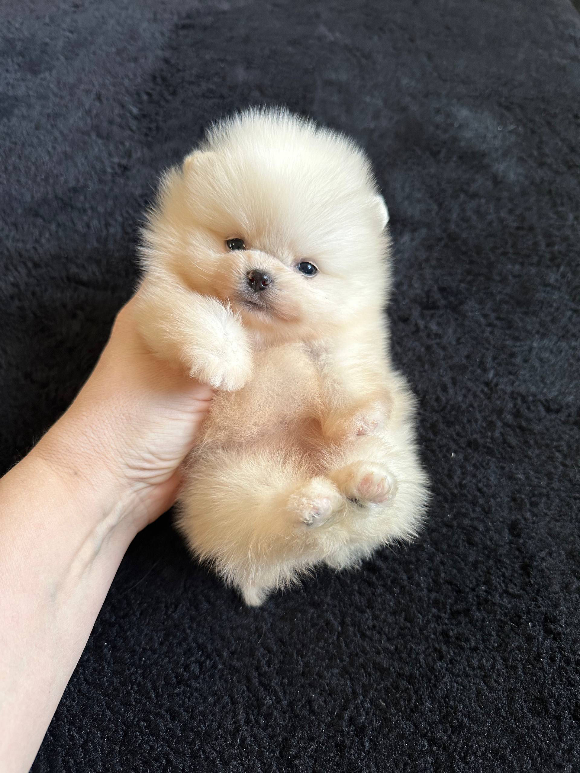 Blondie - cream Pomeranian girl 