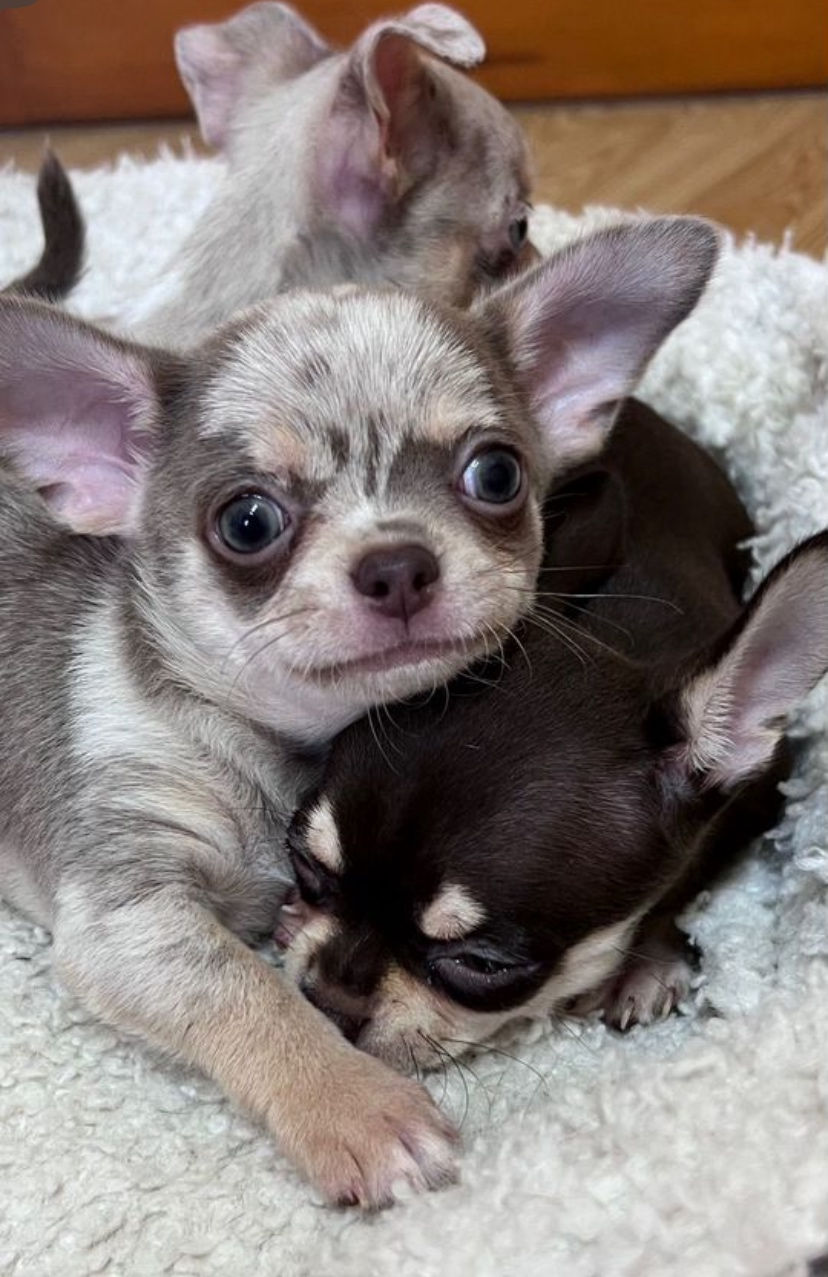 サムネイル： Piff - gorgeous soft little darling Chihuahua male