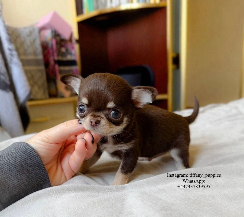 Thumbnail: Honey - incredible chocolate tri Chihuahua boy 