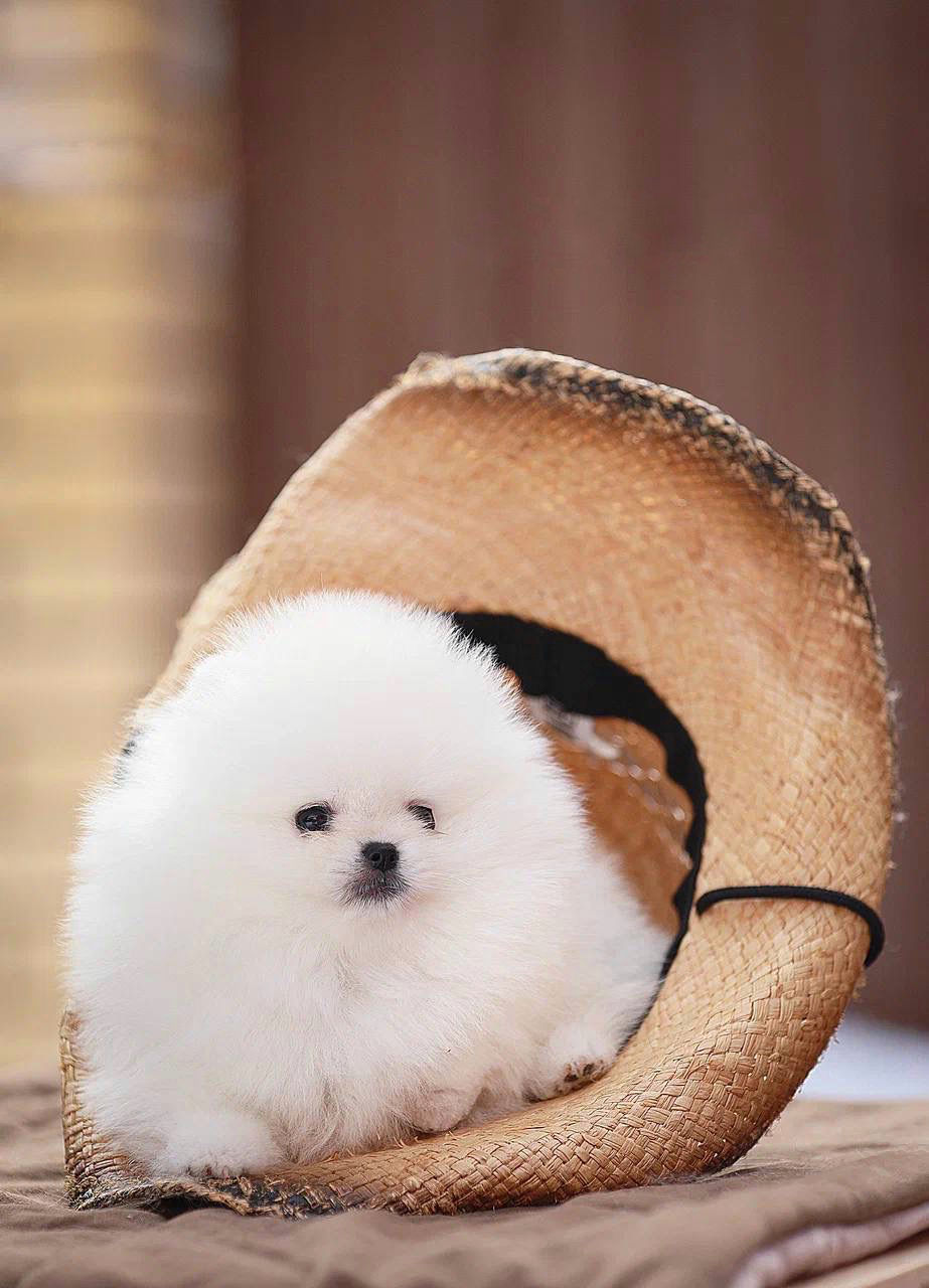 Thumbnail: Yumi - the whitest, softest little Pomeranian gentleman 