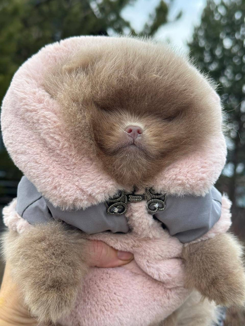 サムネイル： Ophelia - fabulous graceful pocket gem  Pomeranian female 