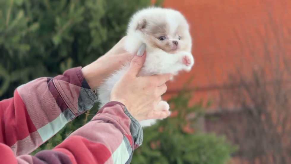 Miniature : Lolla - enchanting tricolor merle Pomeranian with blue/grey eyes female 