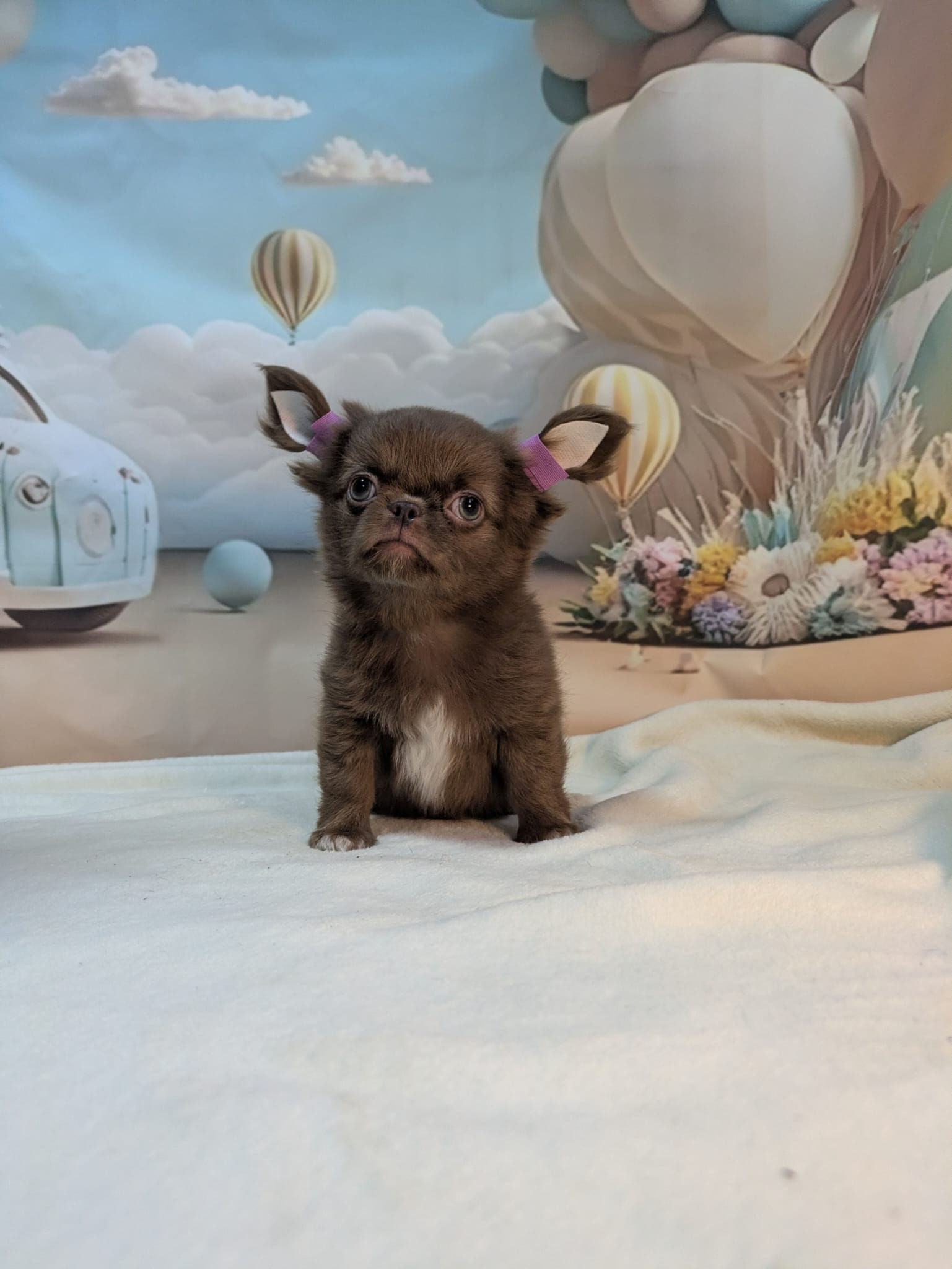 Luna - fabulous confident mini star Chihuahua female 