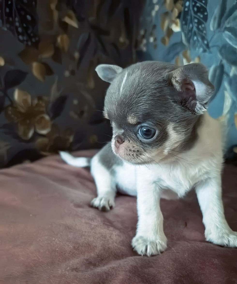 縮圖：Renny and Benny - very handsome puppies Chihuahua male 