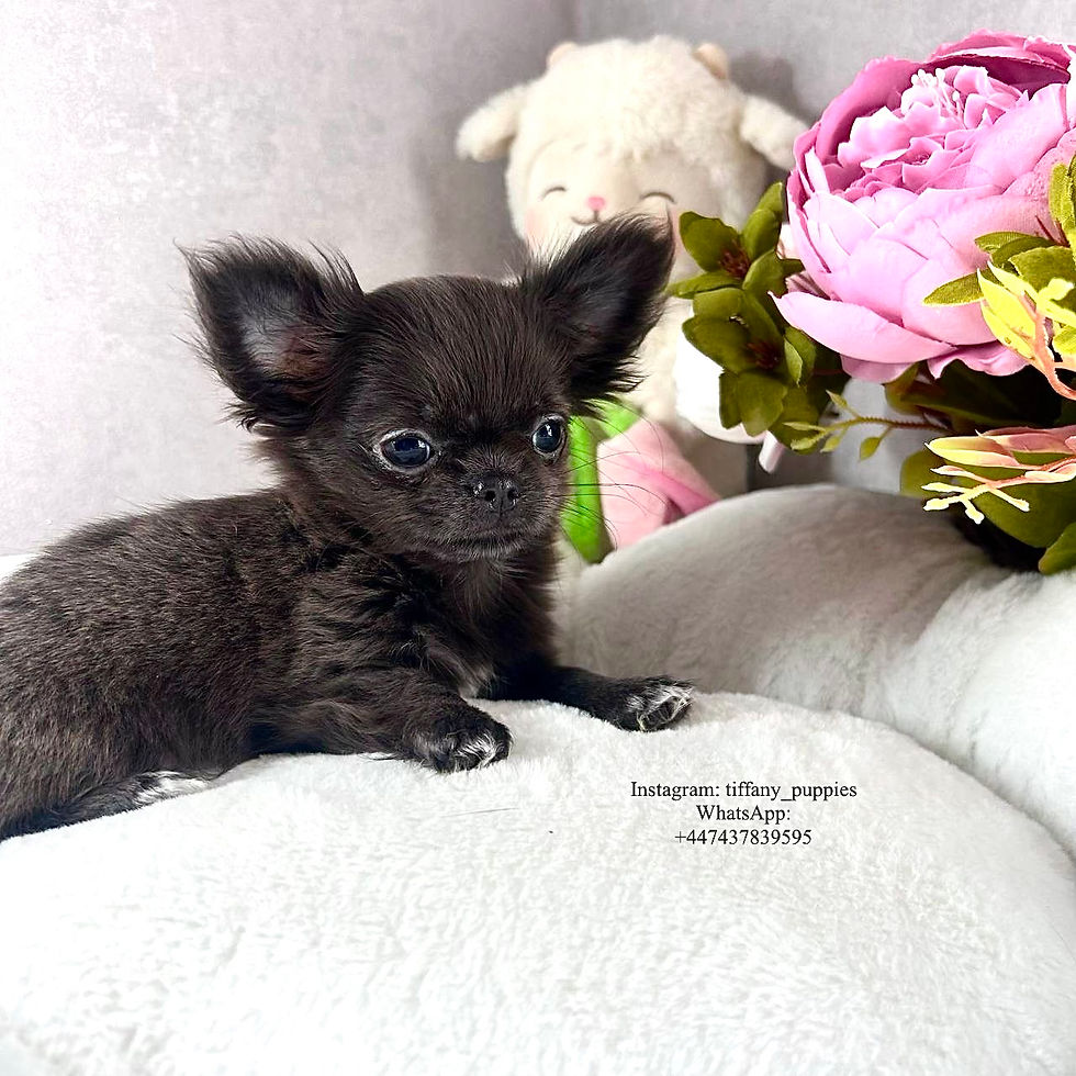Miniatura: Pixie - adorable mini Chihuahua girl, maximum charm