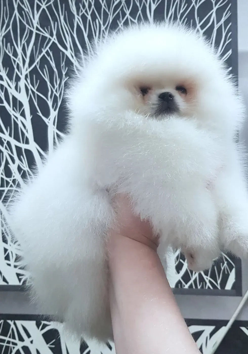Thumbnail: Yo-Yo - charming white Pomeranian boy