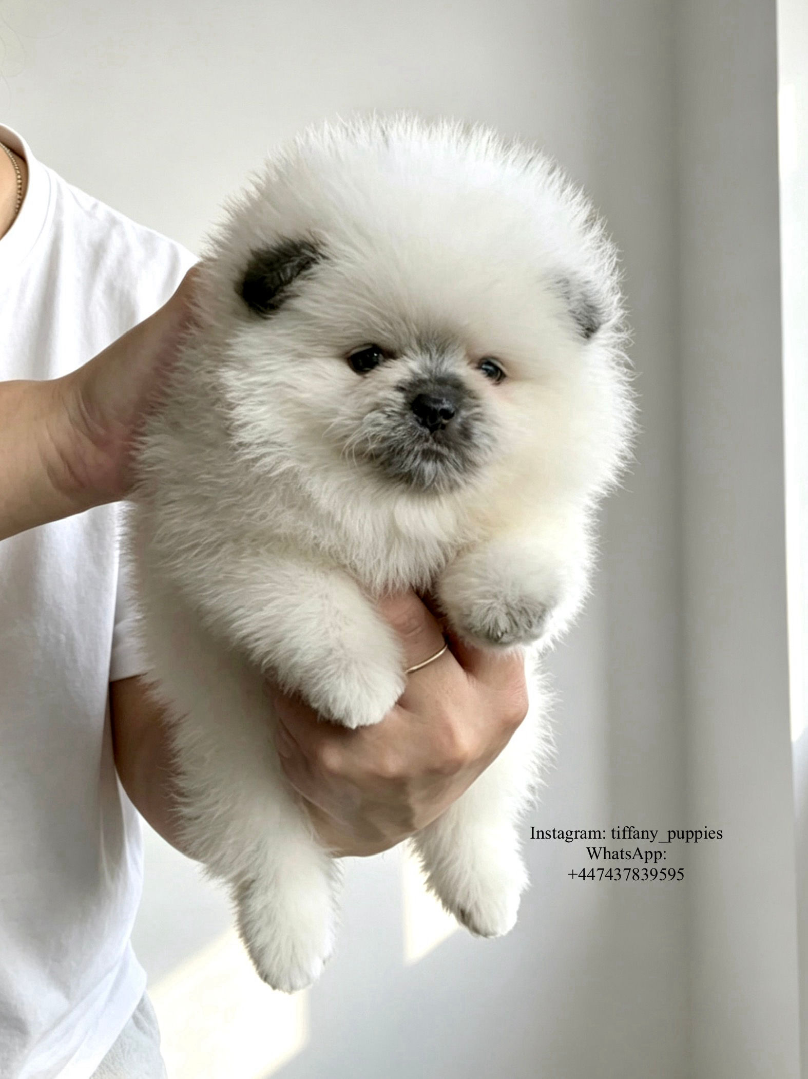 Yuki - adorable panda-colored Pomeranian girl 