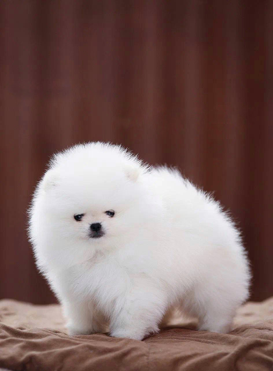 Miniatyrbild: Yumi - the whitest, softest little Pomeranian gentleman 
