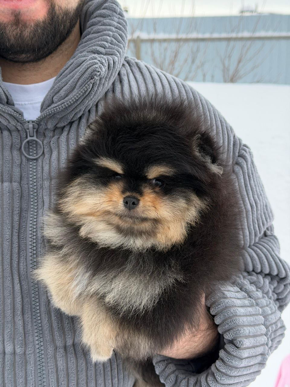 الصورة المصغرة: Potap - elegant black and tan Pomeranian superstar male