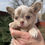縮圖：Dolche - amazing merle Chihuahua girl