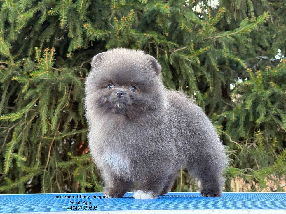 Thumbnail: Mr. Boom - most adorable blue Pomeranian boy 