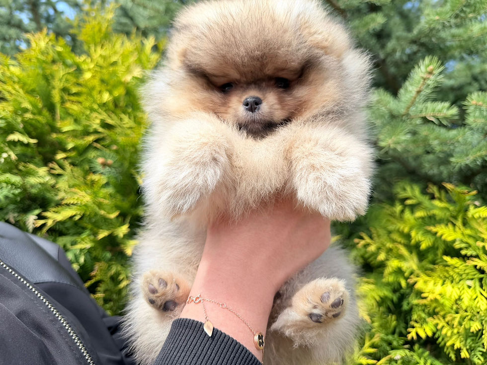 縮圖：Flowy - radiant orange sable Pomeranian girl 