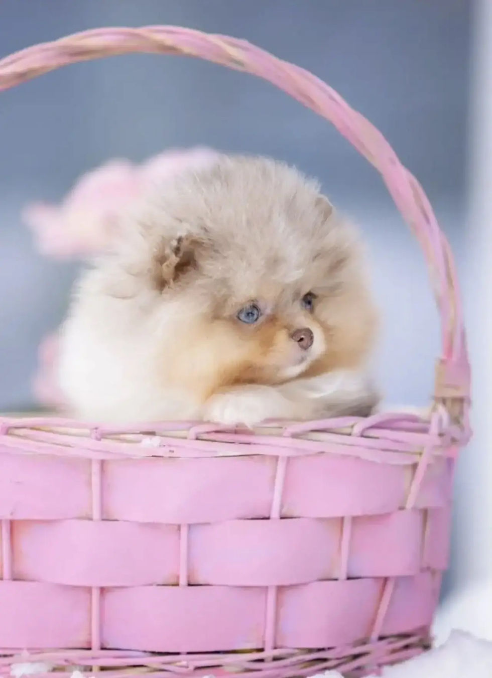サムネイル： Ruby Rose - very rare chocolate merle and tan color Pomeranian girl 