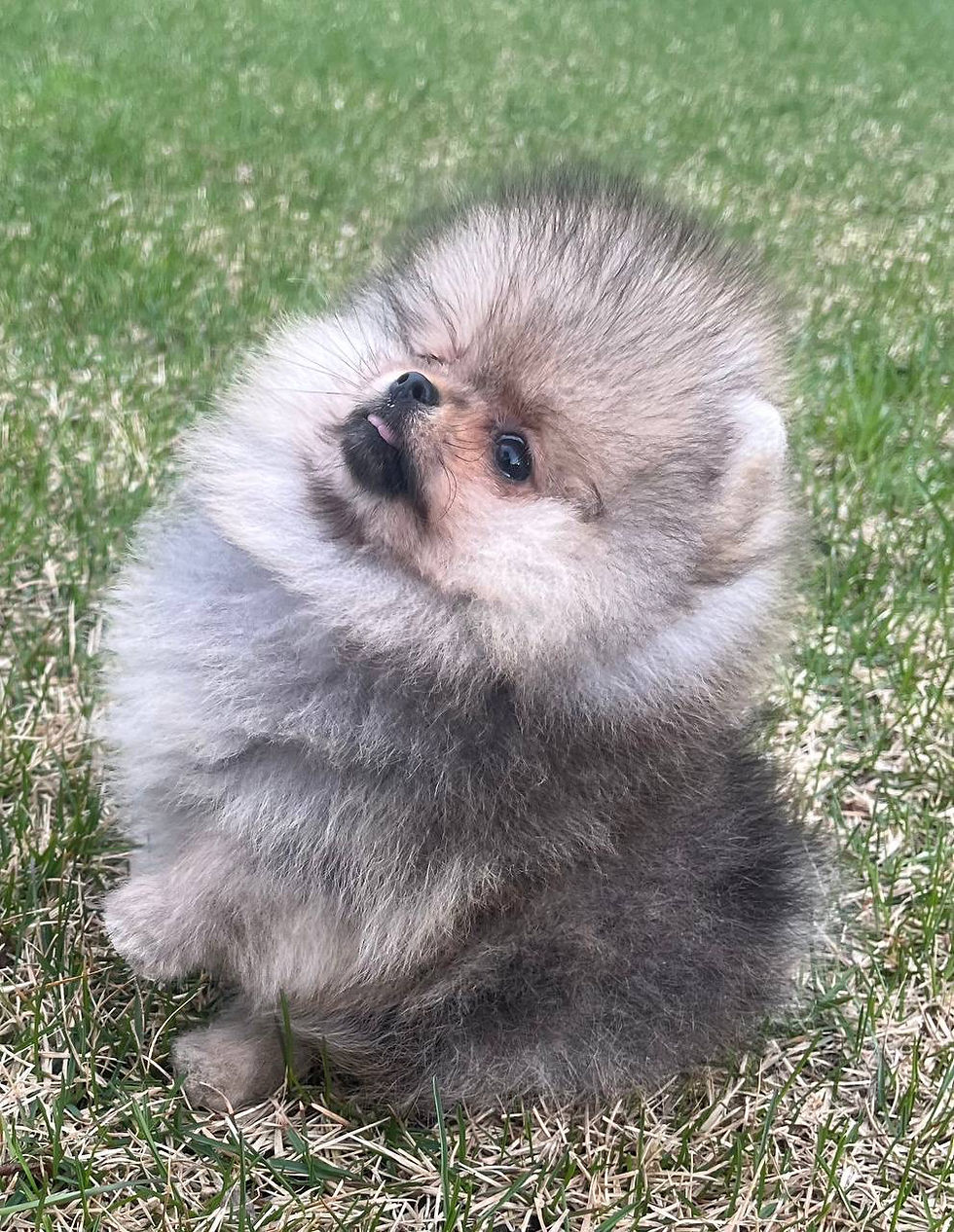 Miniatyrbild: Clio - sable Pomeranian girl with plush coat 