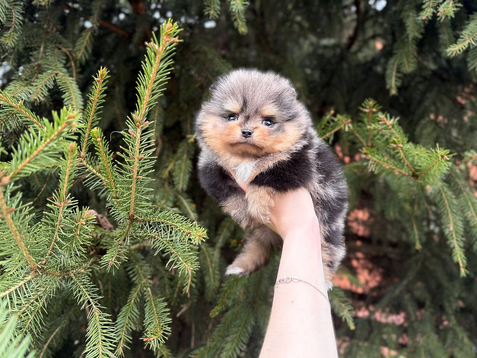 Thumbnail: Mr. Puzzle - adorable black & tan merle Pomeranian boy is absolutely stunning