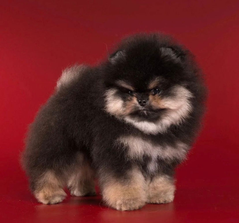 Miniatyrbild: Churchill - stunning black and tan Pomeranian male 