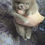 Thumbnail: Mike - Soft tender puffball Pomeranian mini male