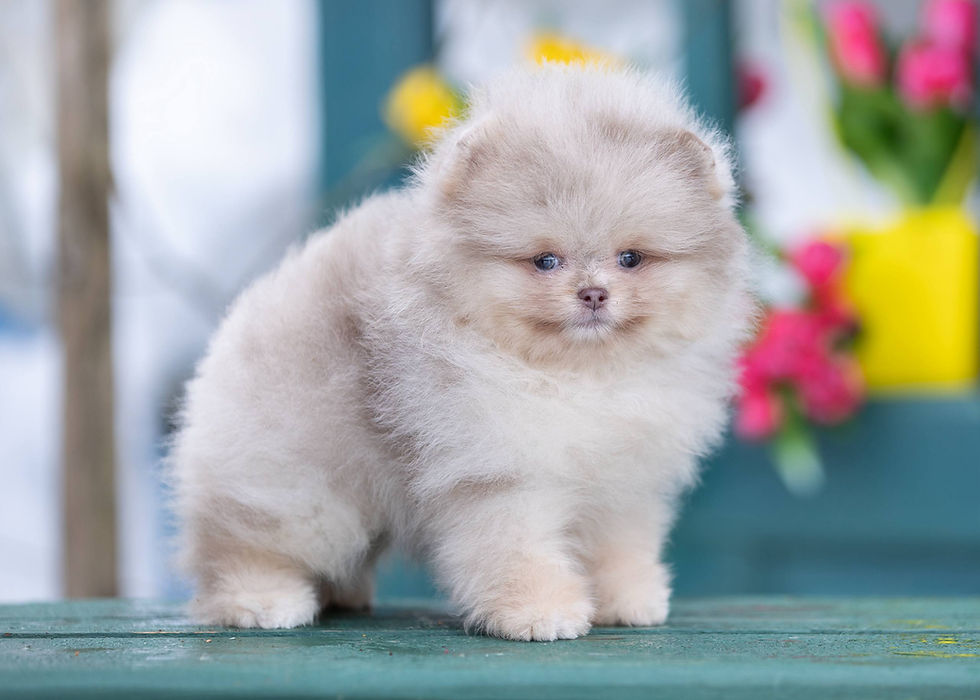 Миниатюра: Arnie - sweet fluffy Pomeranian boy 