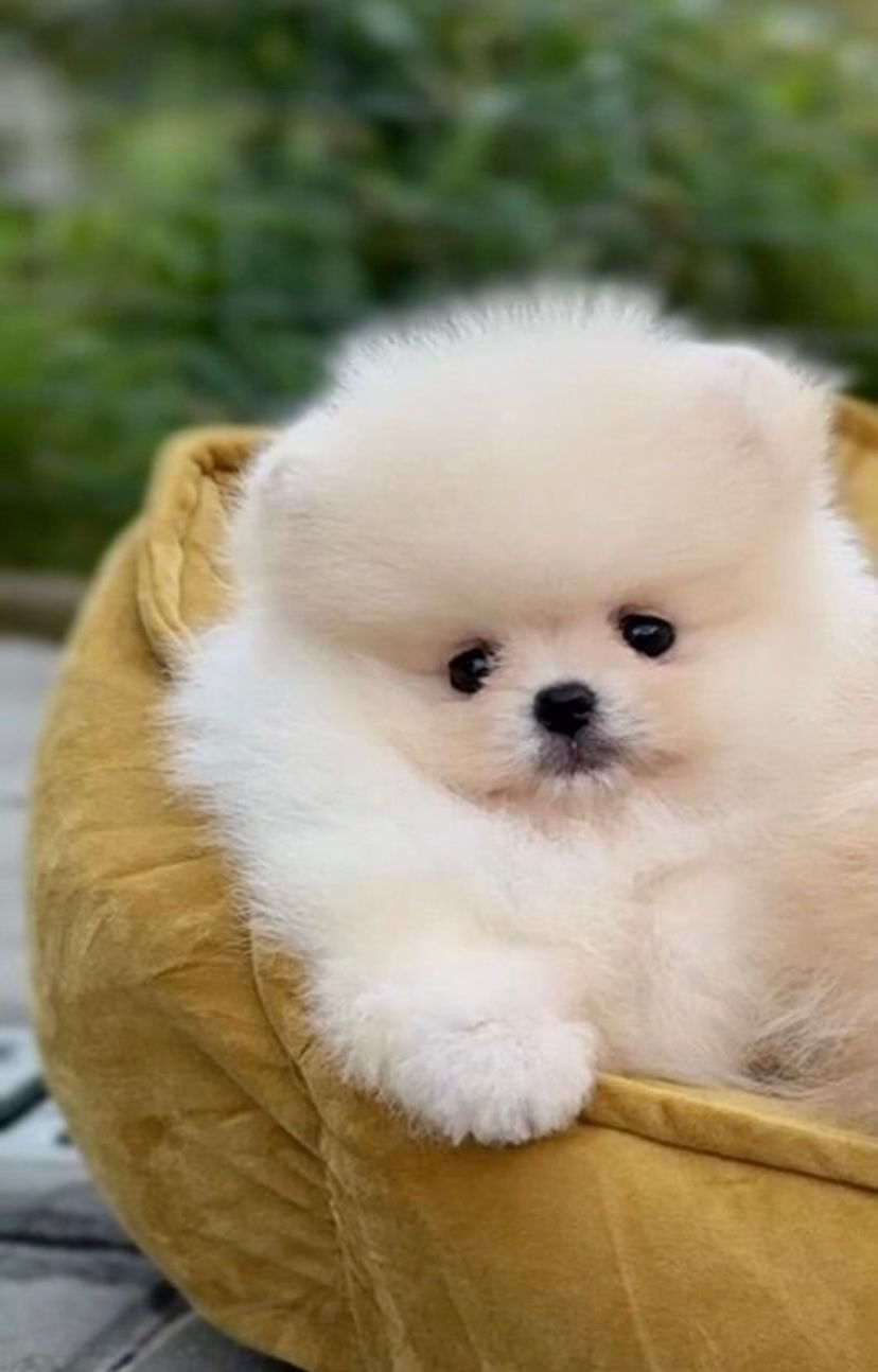 Миниатюра: Yan - sweet brave little boss Pomeranian male 