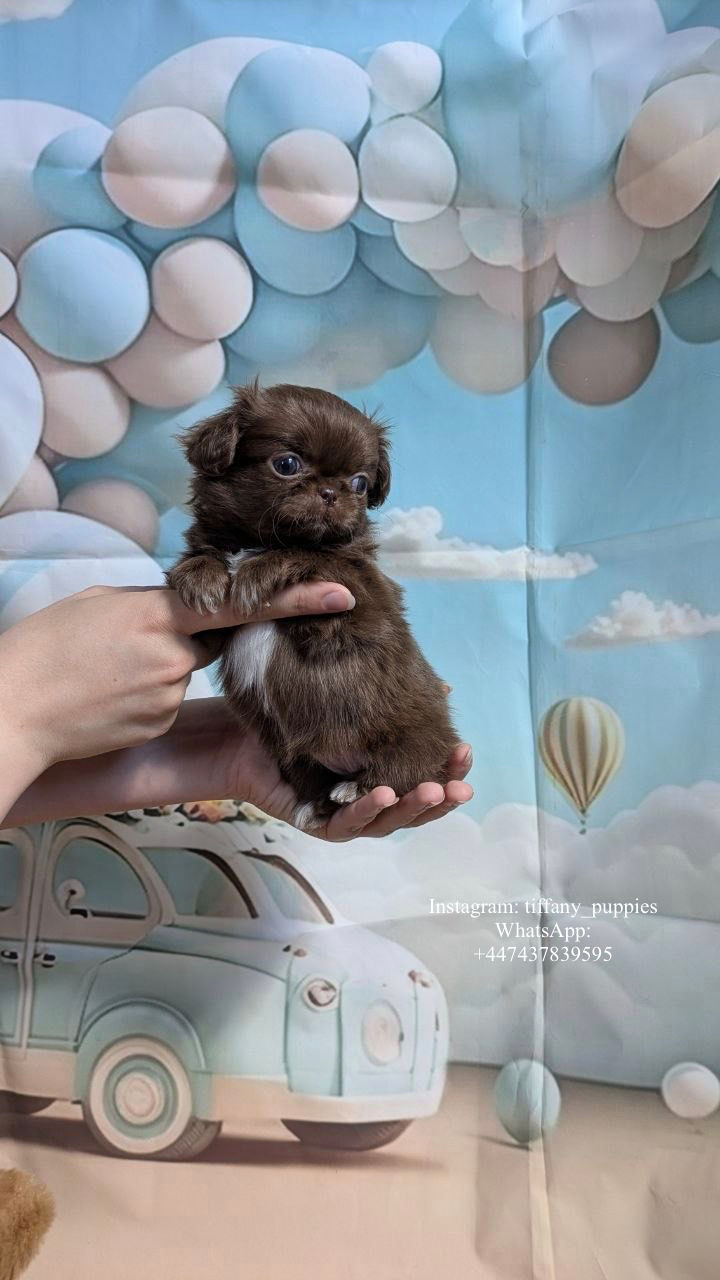 Thumbnail: Zuri - rich dark chocolate Chihuahua girl - deep, warm, and intensely sweet