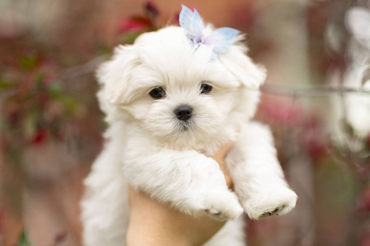 Jonny - Maltese boy with gorgeous white coats 