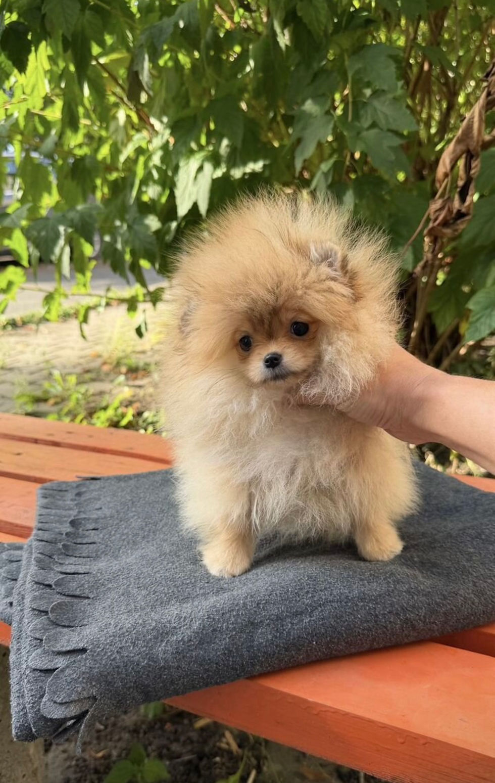 Thumbnail: Liora - Pomeranian micro girl 