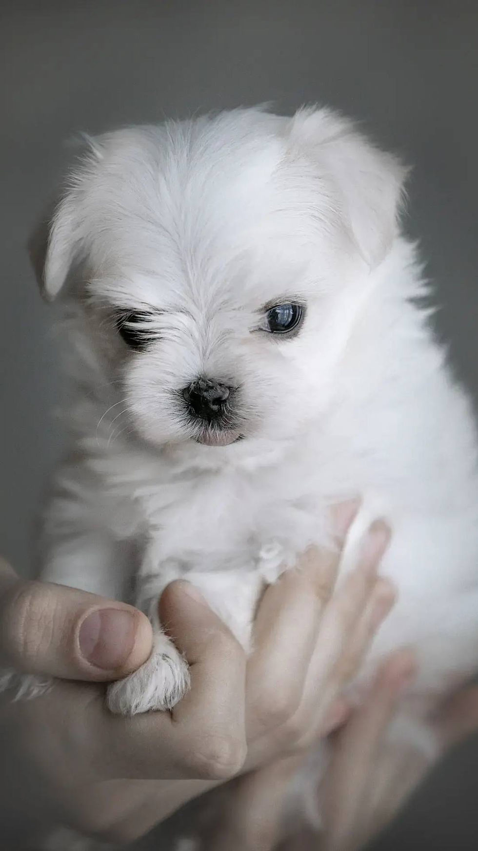 Miniatyrbild: Crash and Eddie - perfect white Maltese boys 