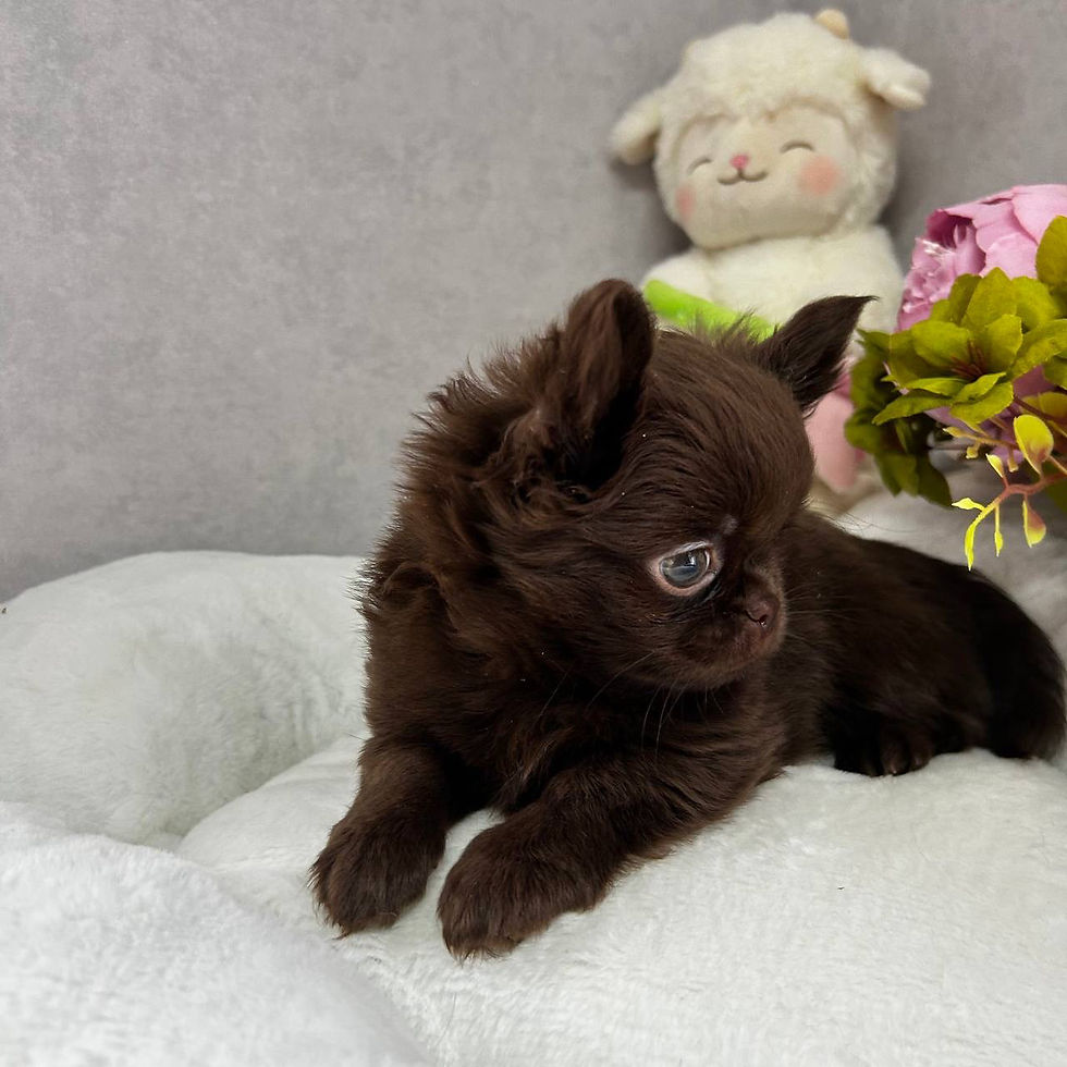 Thumbnail: Ness - bitter chocolate Chihuahua boy. Tiny, brave, and full of love