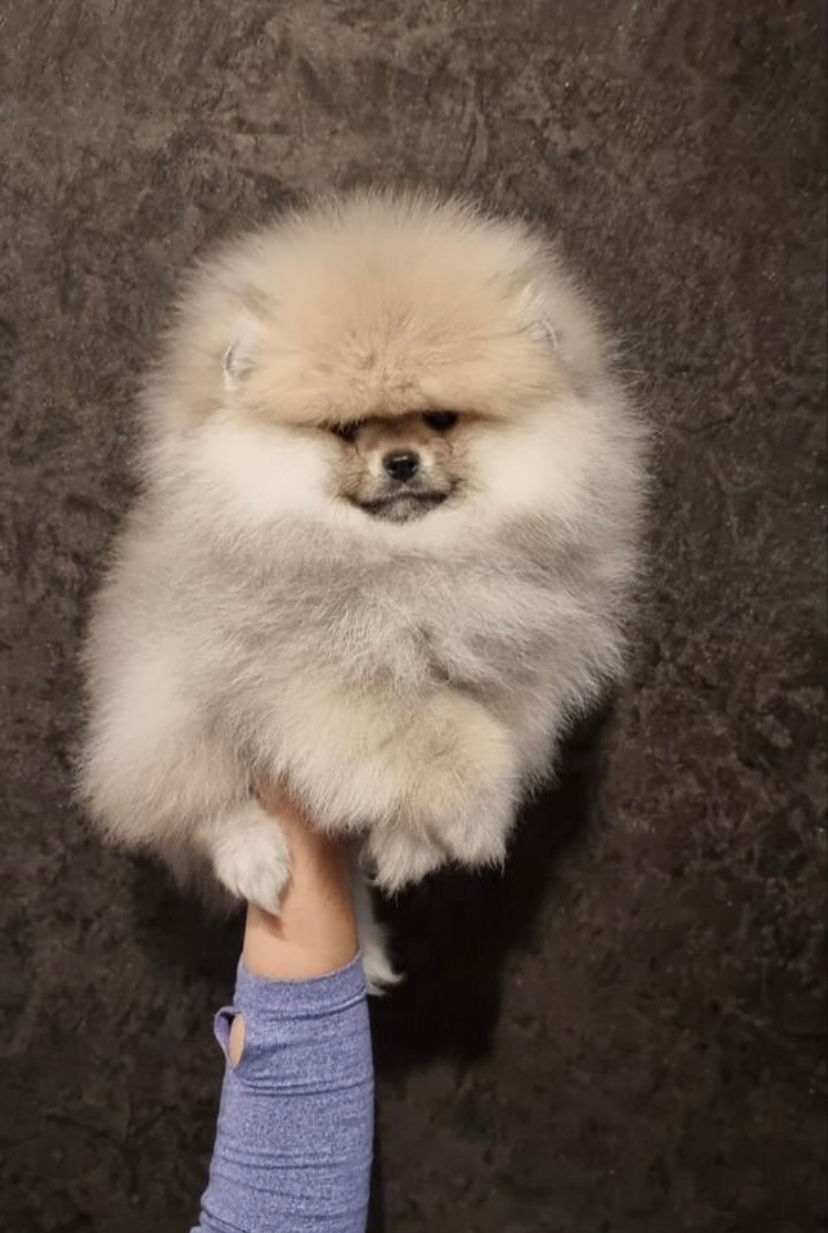 縮圖：Lark - elegant boy with sable color Pomeranian male