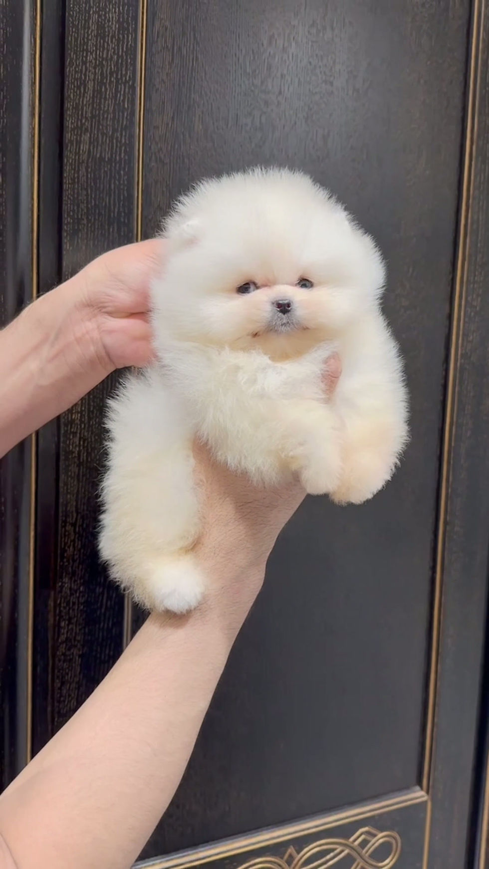 Miniaturbild: Dina - gorgeous cream Pomeranian girl 