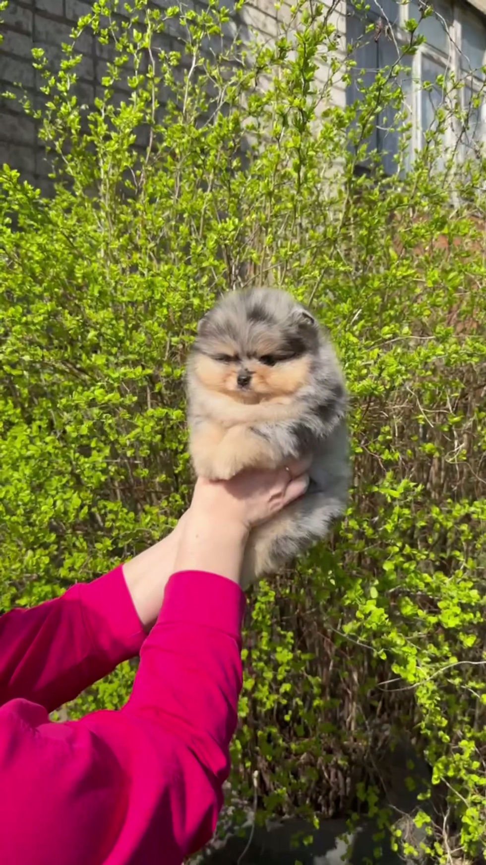 الصورة المصغرة: Rich - mesmerising black merle & tan Pomeranian boy