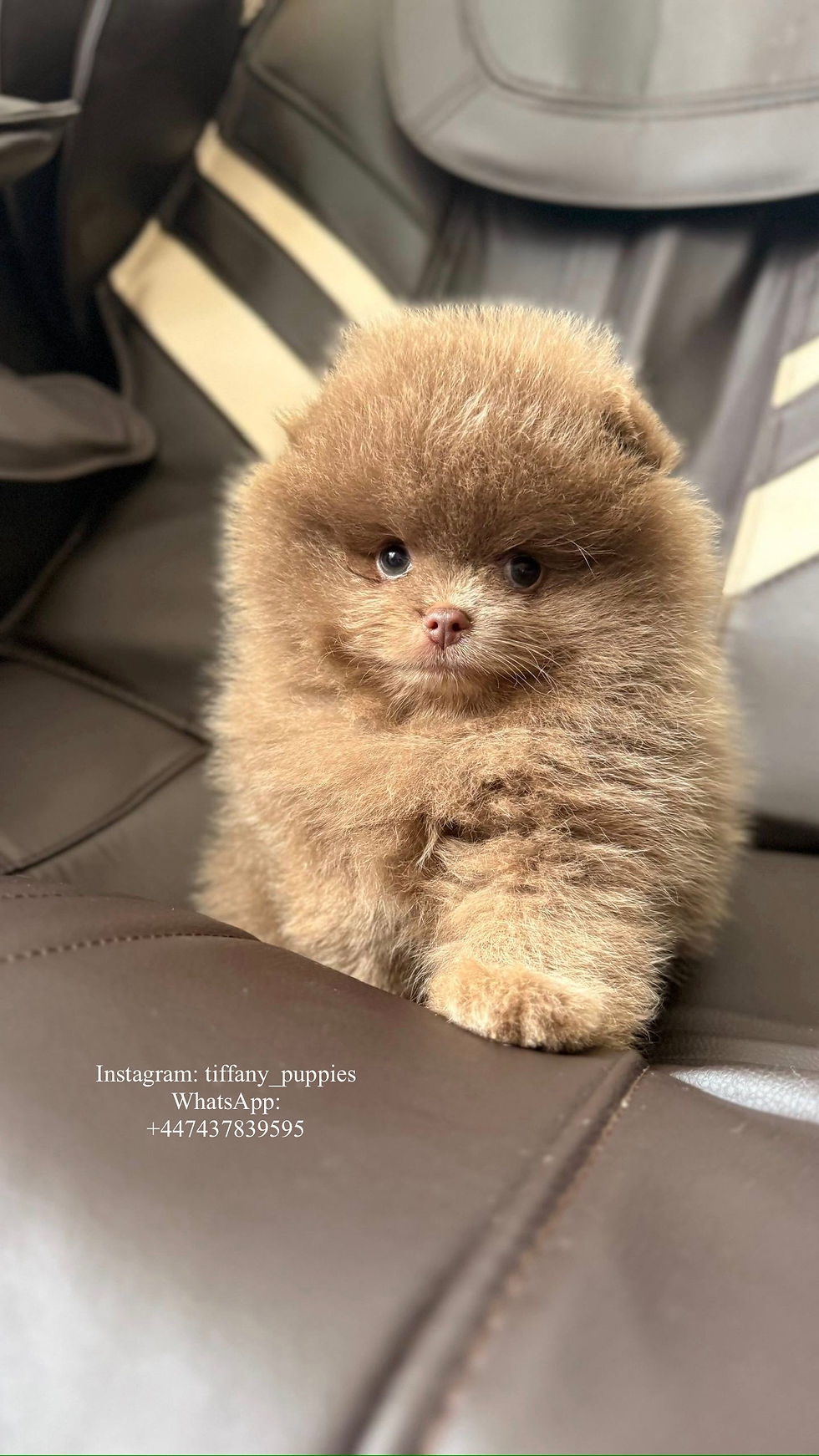 サムネイル： Wilson - handsome lilac Pomeranian boy 