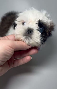 Miniature : Yusha - Luxurious black-and-brown coat with blue eyes Shih-tzu male