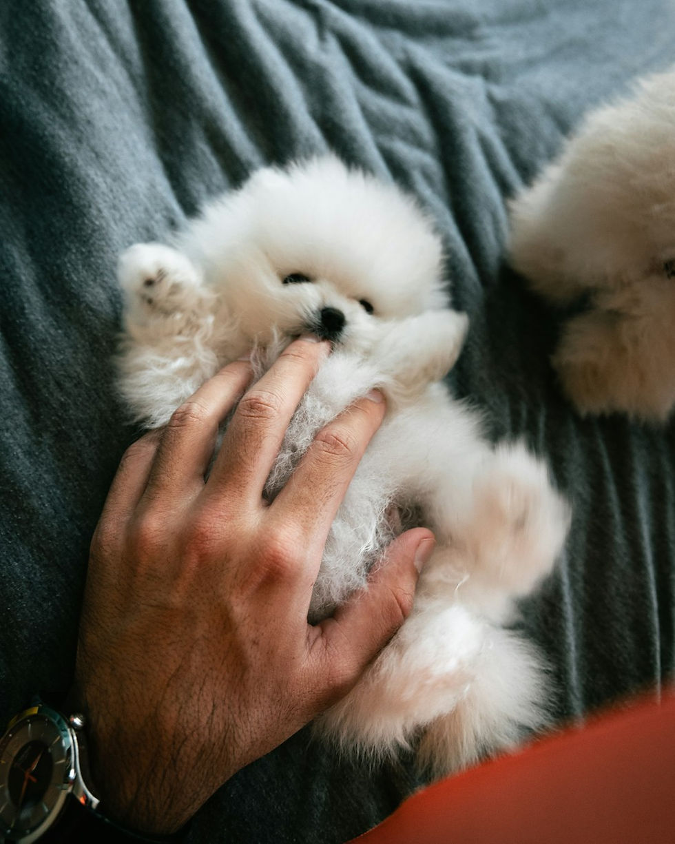Finding the Perfect Pomeranian Puppy for Sale