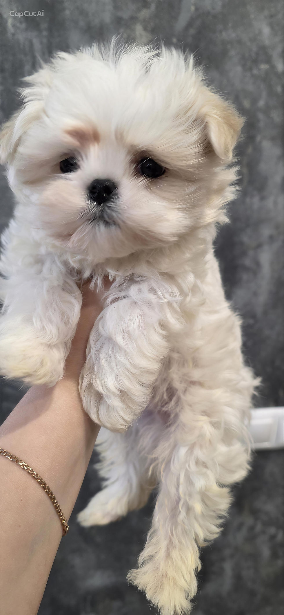 Miniaturbild: Brooks - delightful white Maltese boy 
