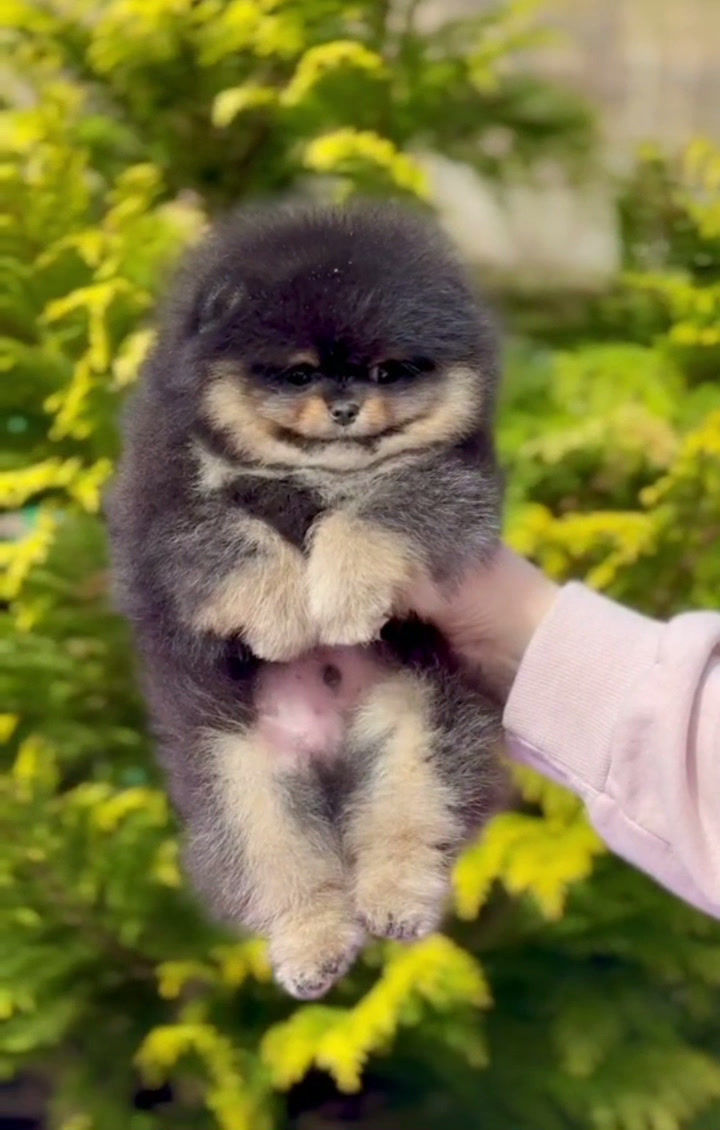 الصورة المصغرة: Boss - Black ant tan Pomeranian perfection boy with touch of sass