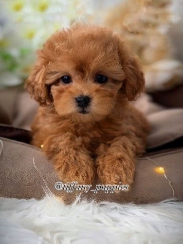 Миниатюра: Teresa - luxurious caramel puff of love Maltipoo female