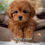 サムネイル： Teresa - luxurious caramel puff of love Maltipoo female