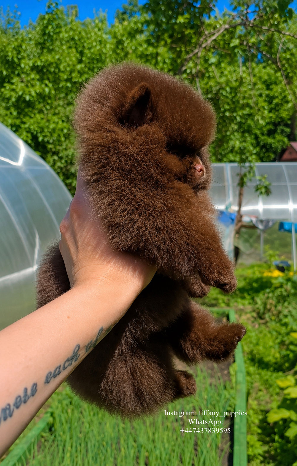 Ferrero - chocolate Pomeranian boy 