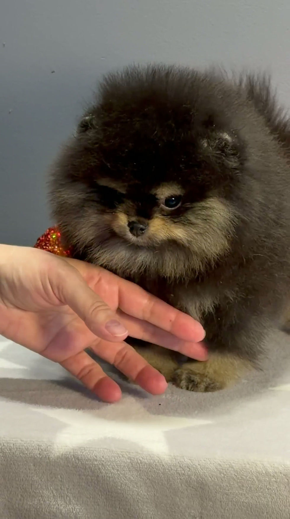 Miniatura: Kuzco - cozy black-tan Pomeranian fluffball boy 