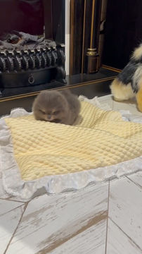 Thumbnail: Mr. Bramble - tiniest little heart stealer, micro Pomeranian boy