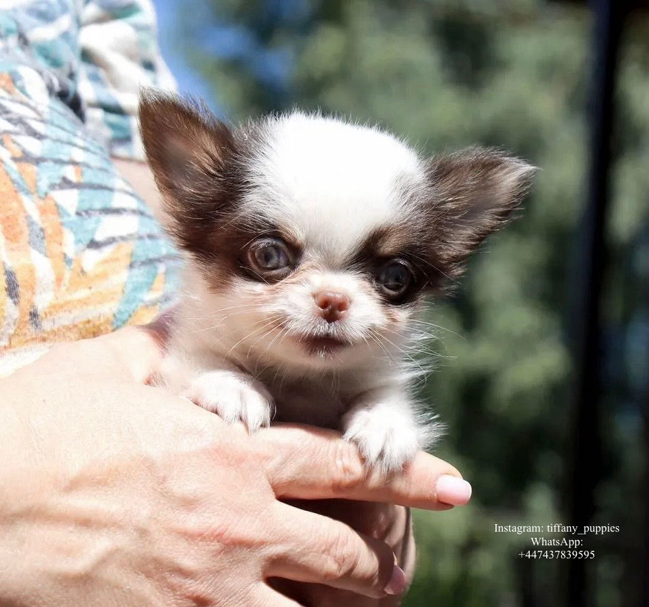 Alex - chocolate tricolor Chihuahua boy 