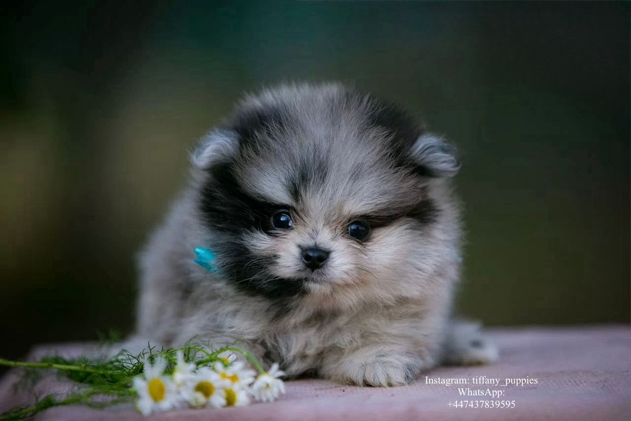 Magic - exclusive merle Pomeranian boy 