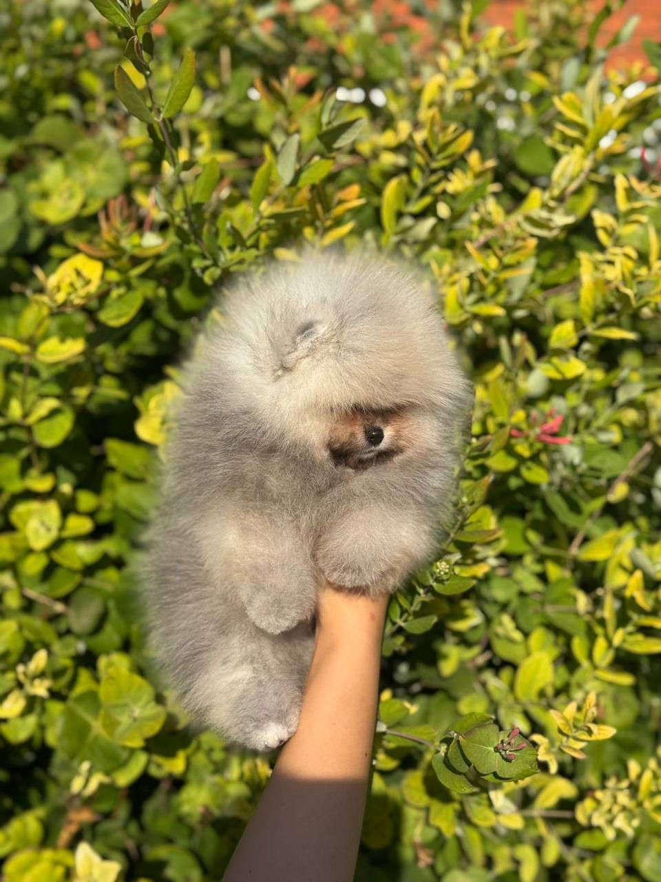 Miniaturbild: Mickey - tiny royal fluff Pomeranian male