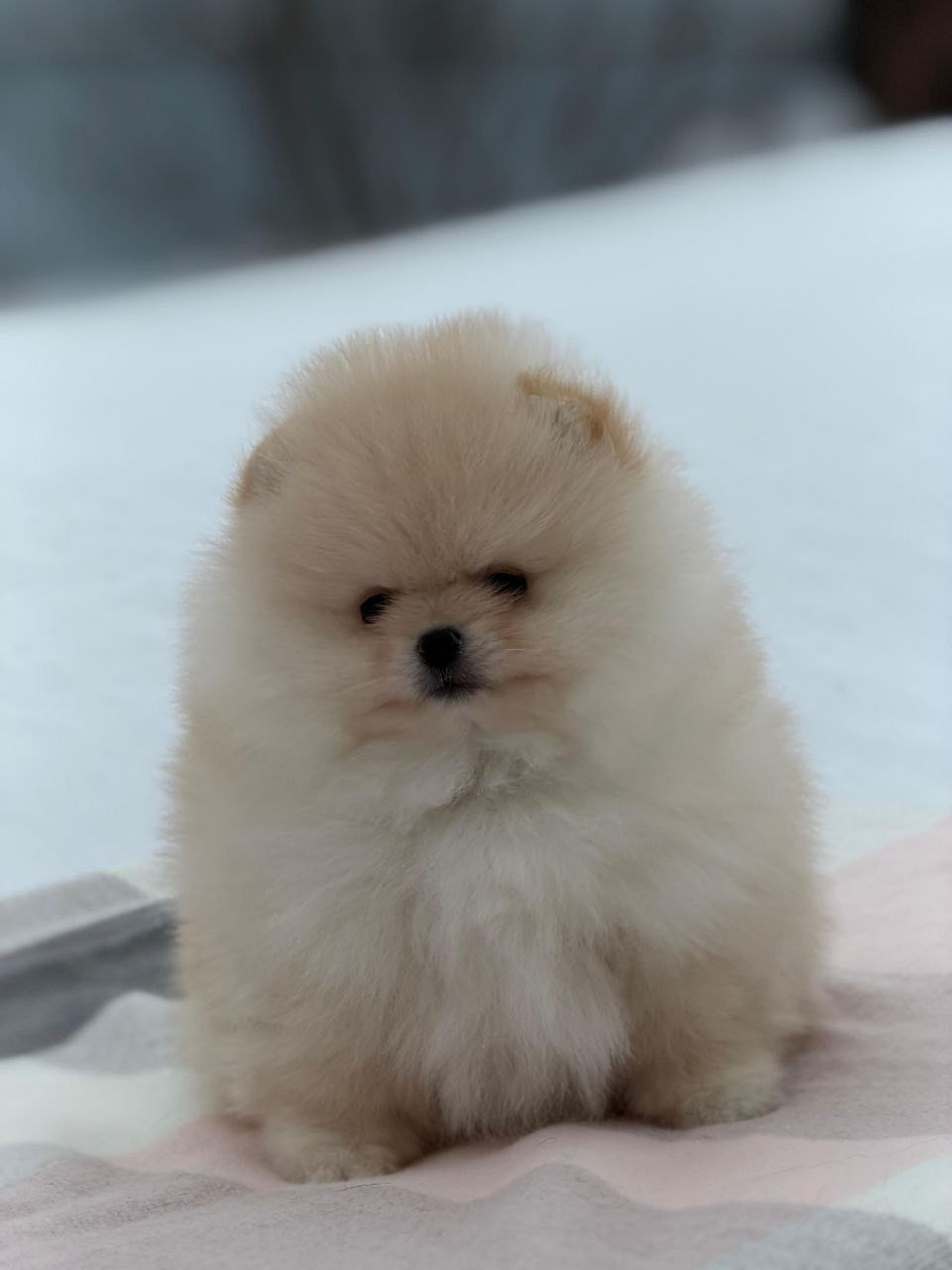 Miniatyrbild: Vanilla - beautiful Pomeranian girl with cream fur 