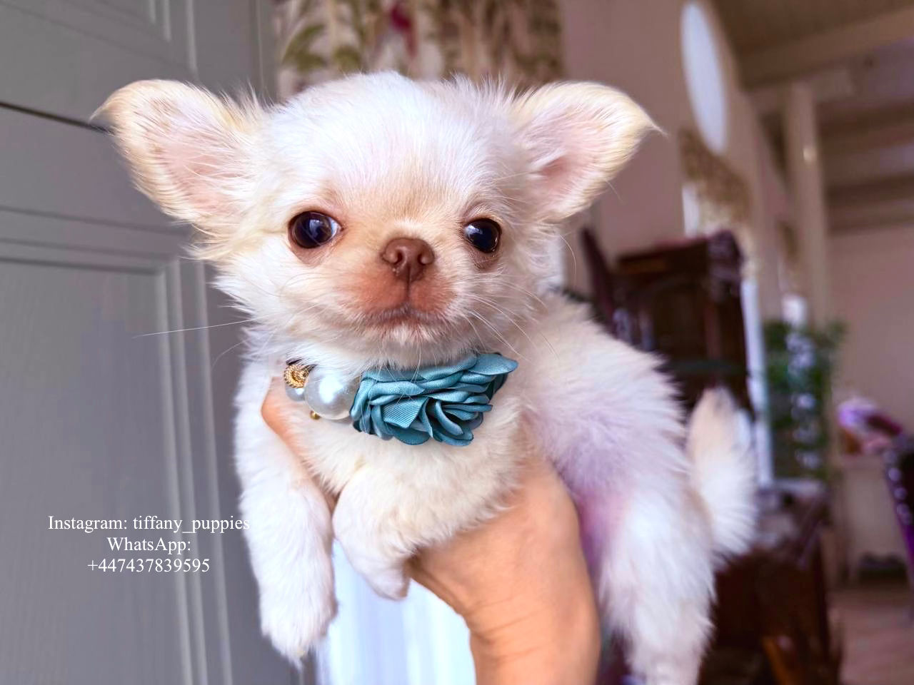 Mr. Cream - long - haired creamy Chihuahua boy with luxurious coat 