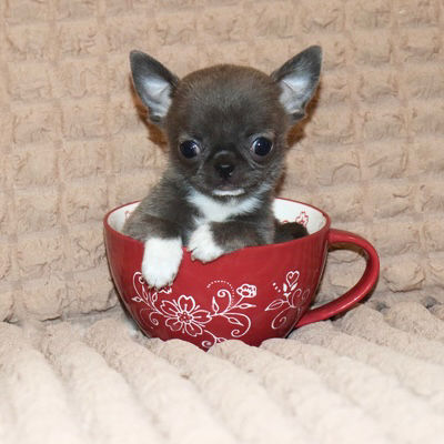 Miniature : Minnie - Chihuahua girl with blue coat 