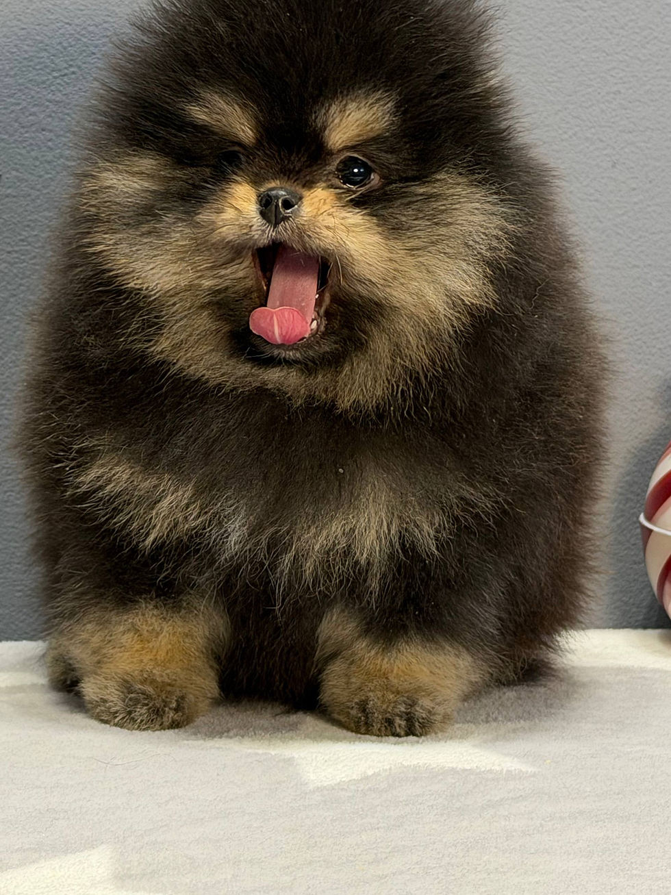 Miniatura: Kuzco - cozy black-tan Pomeranian fluffball boy 